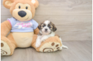 Teddy Bear Puppy for Adoption