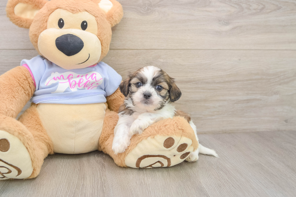 Teddy Bear Puppy for Adoption