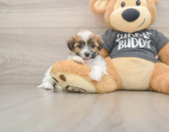 7 week old Teddy Bear Puppy For Sale - Seaside Pups