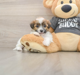 7 week old Teddy Bear Puppy For Sale - Seaside Pups