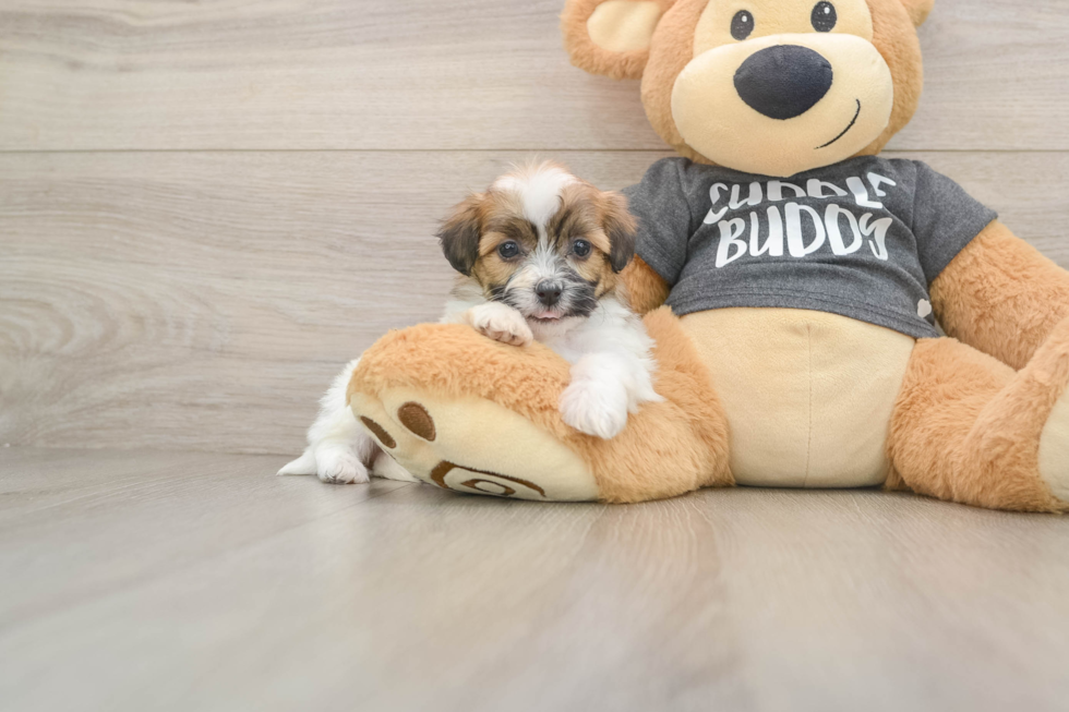 Teddy Bear Pup Being Cute