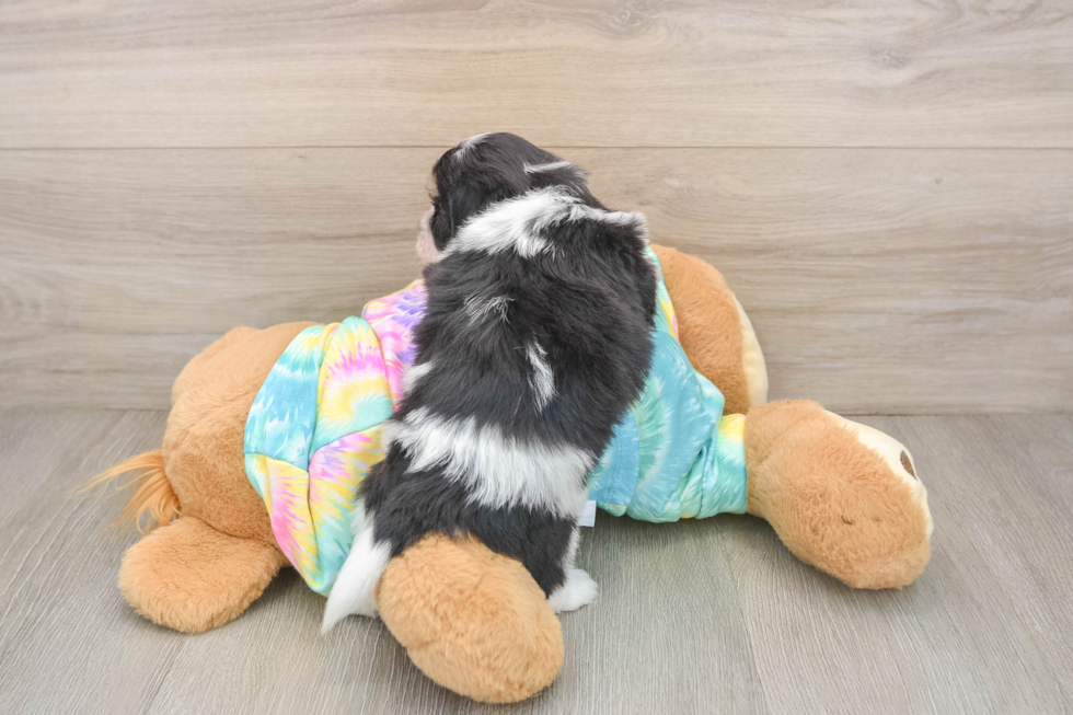 Little Shitzu Designer Puppy