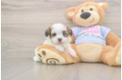 Funny Teddy Bear Designer Pup