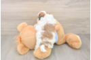Teddy Bear Pup Being Cute