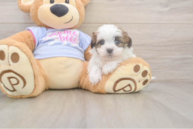 Teddy Bear Puppy for Adoption