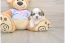 Teddy Bear Puppy for Adoption