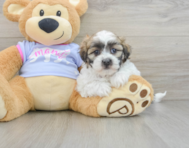 7 week old Teddy Bear Puppy For Sale - Seaside Pups