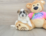 6 week old Teddy Bear Puppy For Sale - Seaside Pups