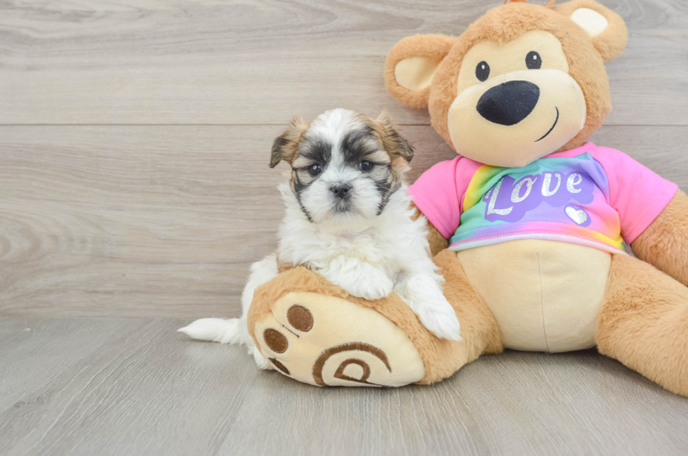 6 week old Teddy Bear Puppy For Sale - Seaside Pups