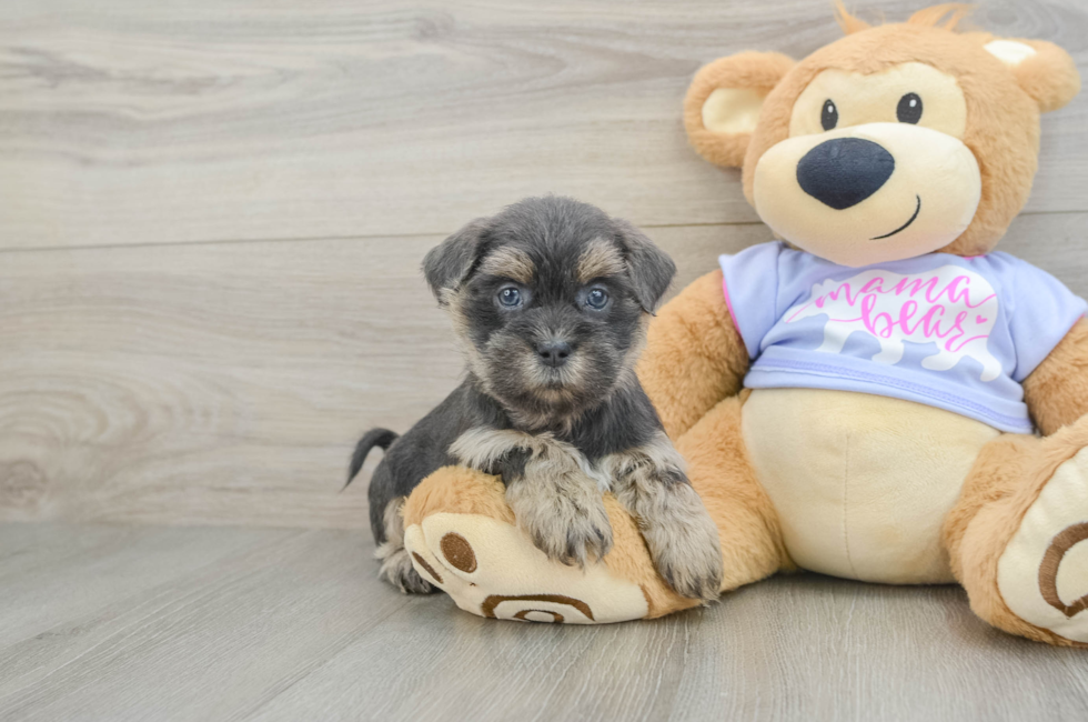 7 week old Teddy Bear Puppy For Sale - Seaside Pups