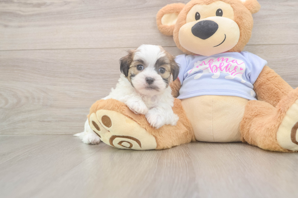 Happy Teddy Bear Baby