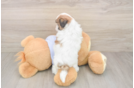 Best Teddy Bear Baby