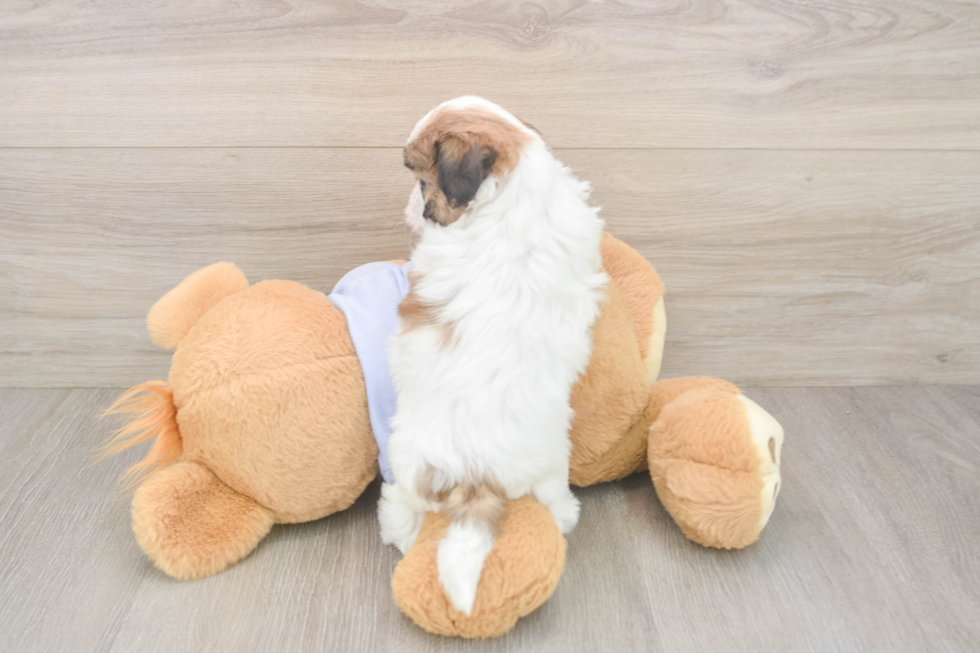 Best Teddy Bear Baby