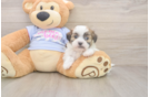 Best Teddy Bear Baby