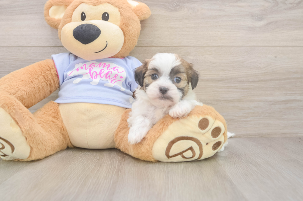 Best Teddy Bear Baby