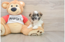 Popular Teddy Bear Designer Pup