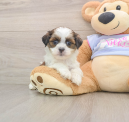 5 week old Teddy Bear Puppy For Sale - Seaside Pups