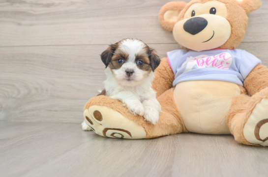 Best Teddy Bear Baby