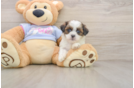 Funny Teddy Bear Designer Pup