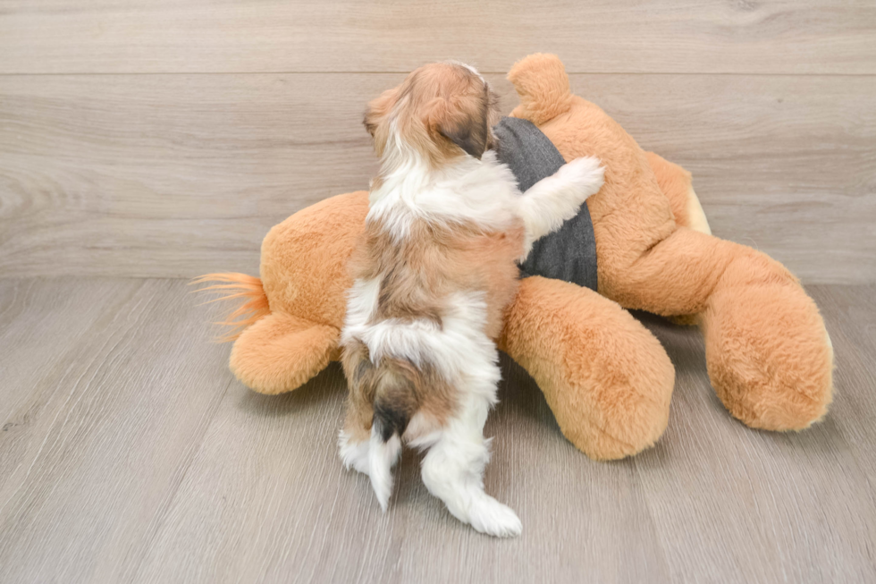 Little Shi Chon Designer Puppy