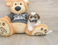7 week old Teddy Bear Puppy For Sale - Seaside Pups