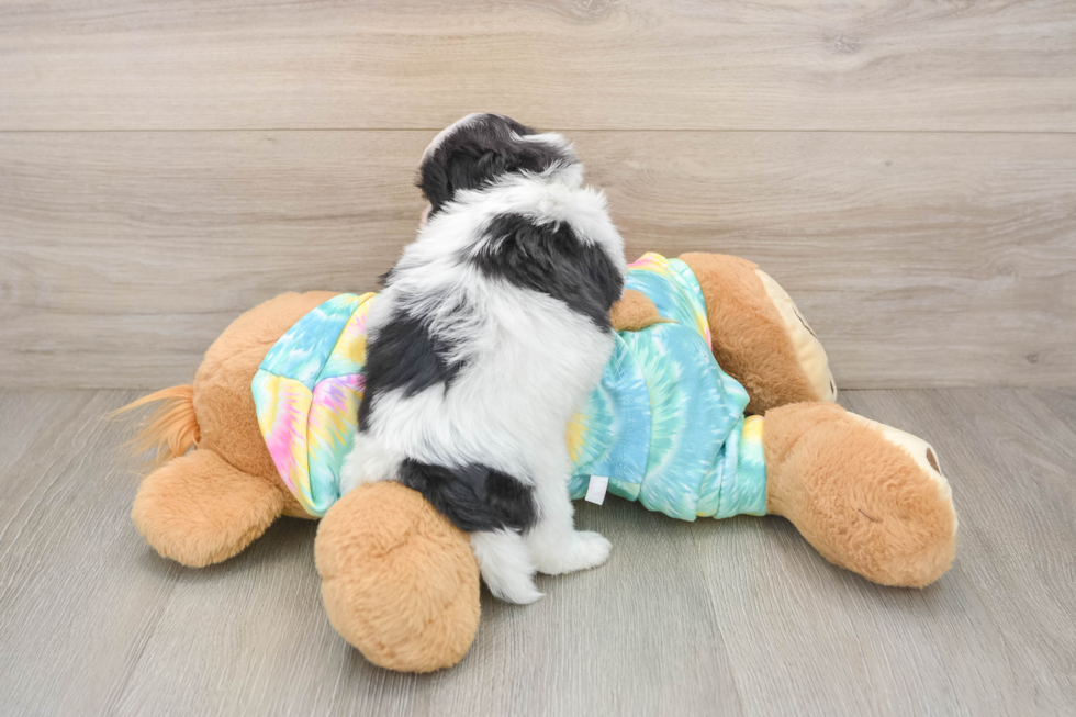 Best Teddy Bear Baby
