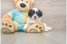 Popular Teddy Bear Designer Pup