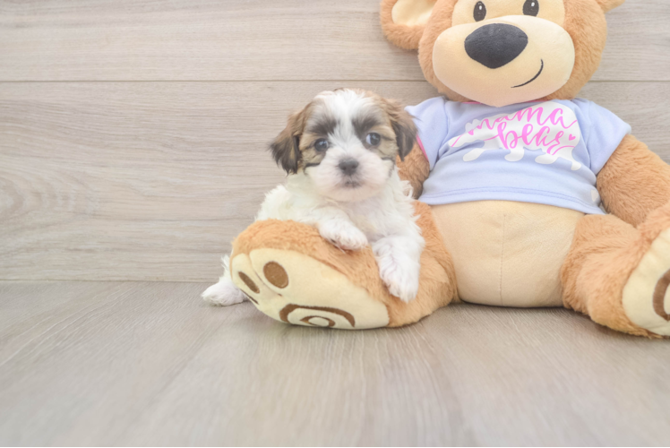 Teddy Bear Pup Being Cute