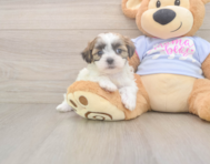 8 week old Teddy Bear Puppy For Sale - Seaside Pups
