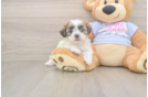 Teddy Bear Pup Being Cute