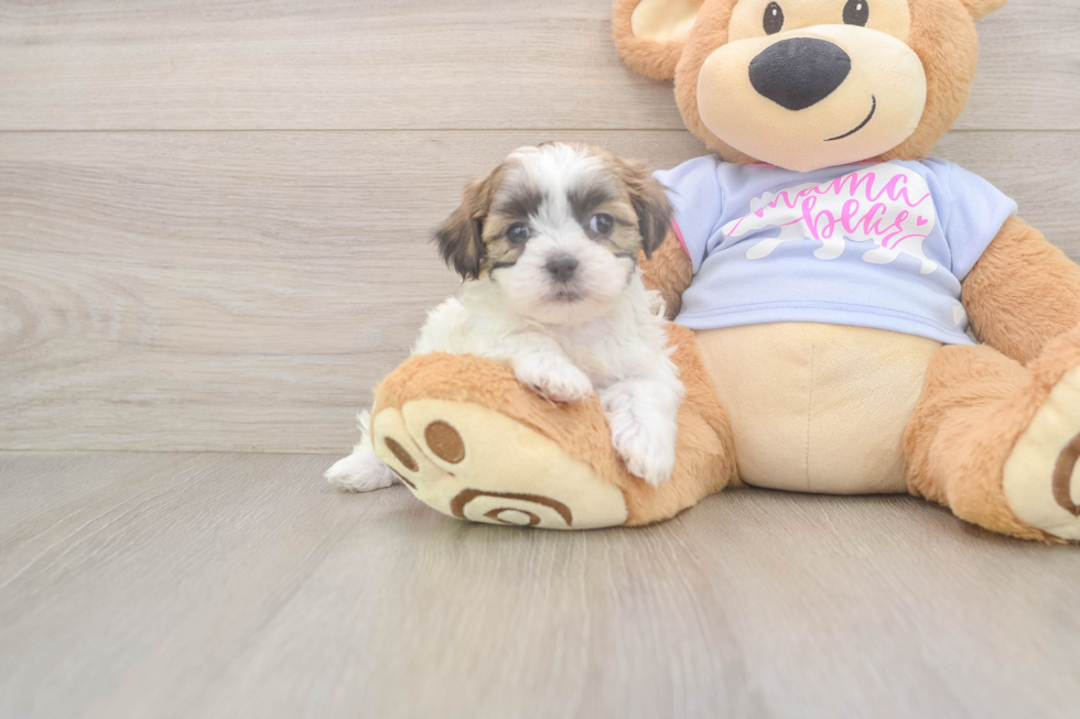 Teddy Bear Pup Being Cute