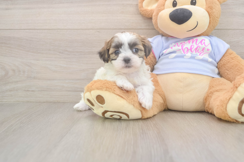 6 week old Teddy Bear Puppy For Sale - Seaside Pups
