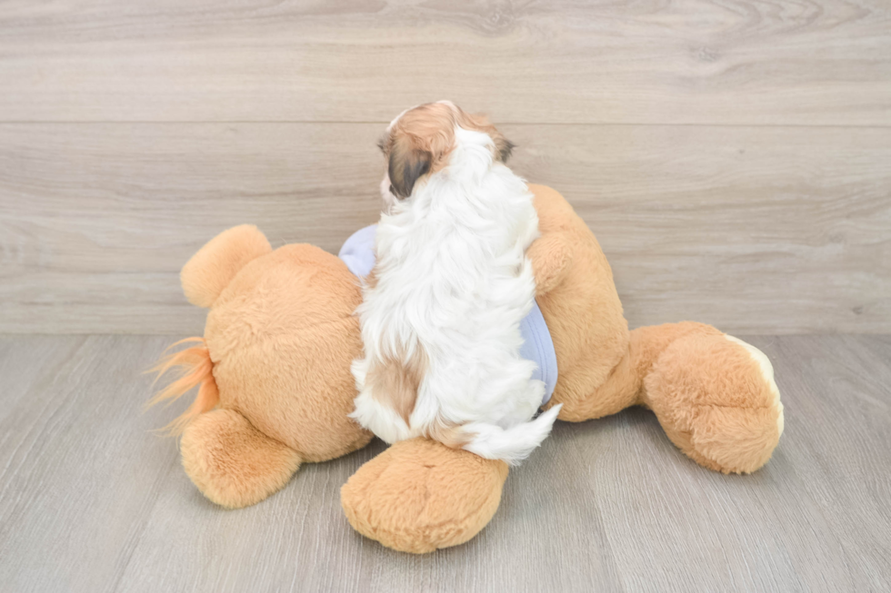 Teddy Bear Pup Being Cute