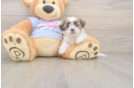 Teddy Bear Puppy for Adoption