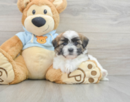 7 week old Teddy Bear Puppy For Sale - Seaside Pups