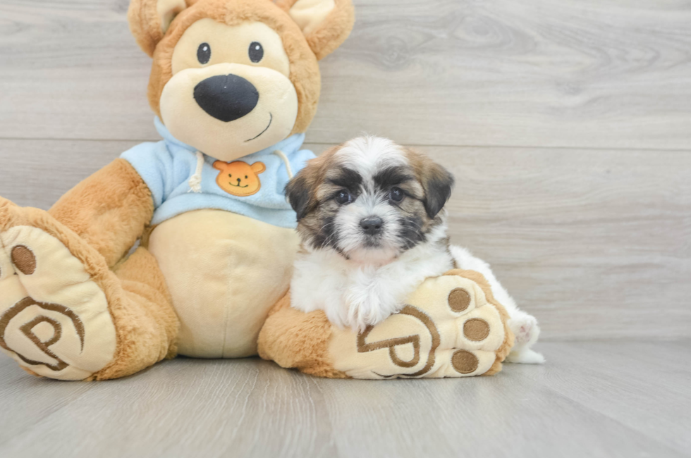8 week old Teddy Bear Puppy For Sale - Seaside Pups
