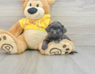 7 week old Teddy Bear Puppy For Sale - Seaside Pups