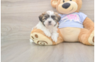 Little Shi Chon Designer Puppy