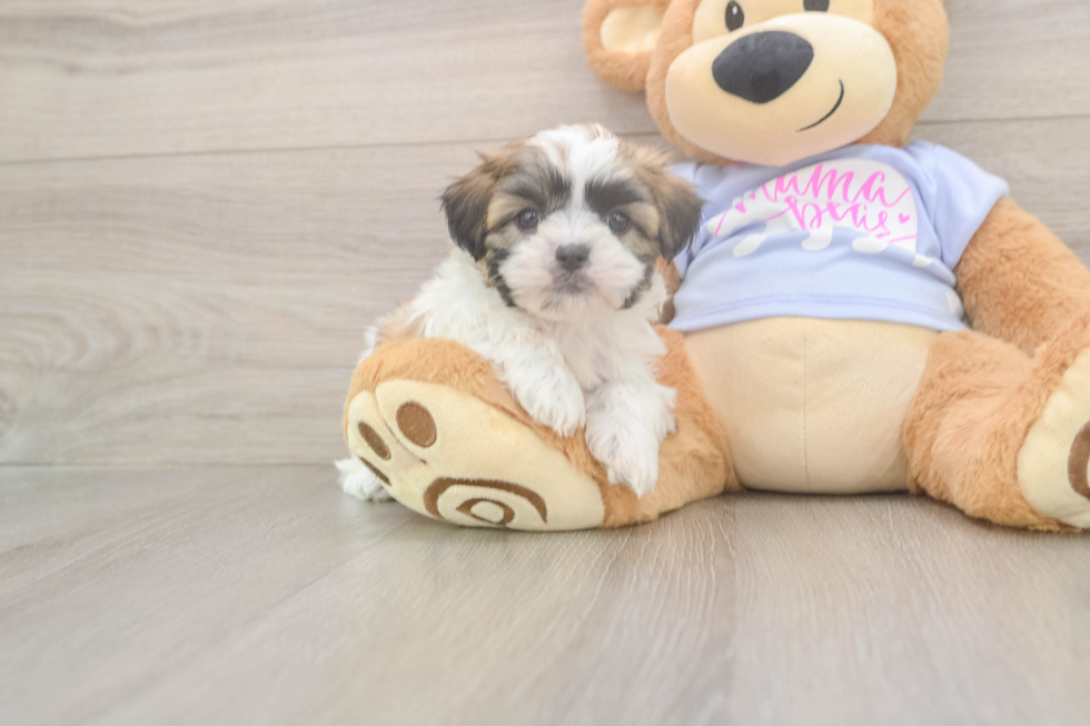 Little Shi Chon Designer Puppy