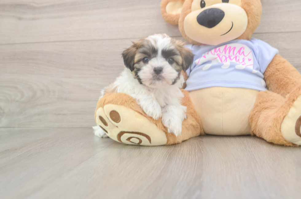6 week old Teddy Bear Puppy For Sale - Seaside Pups