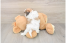 Sweet Teddy Bear Baby