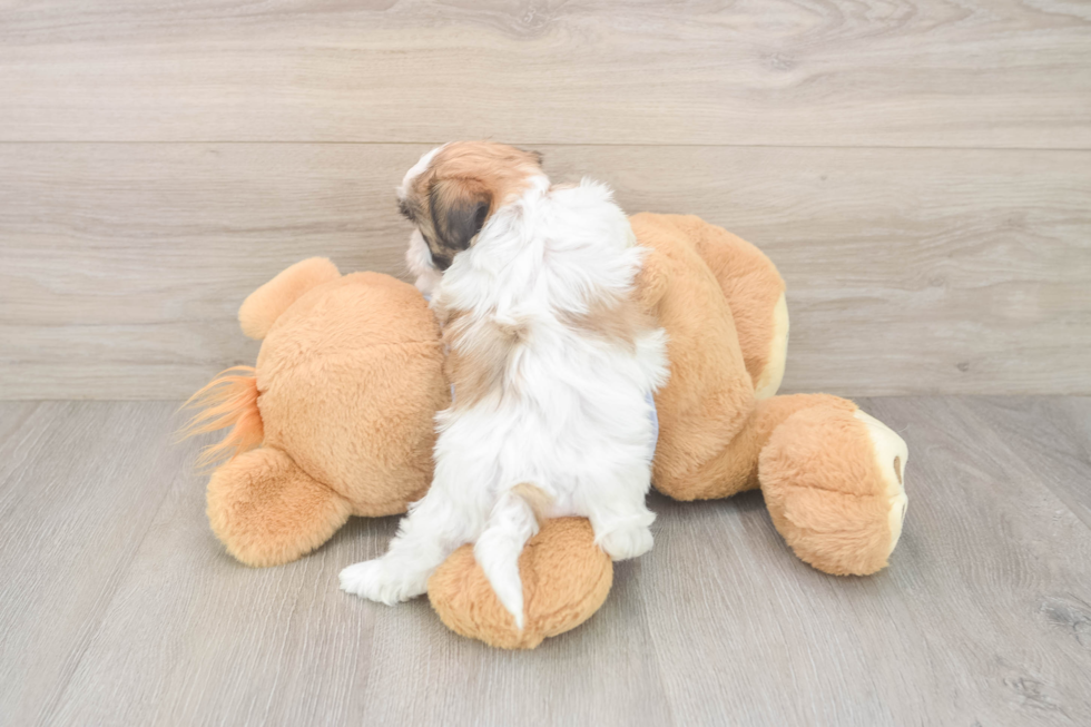 Sweet Teddy Bear Baby