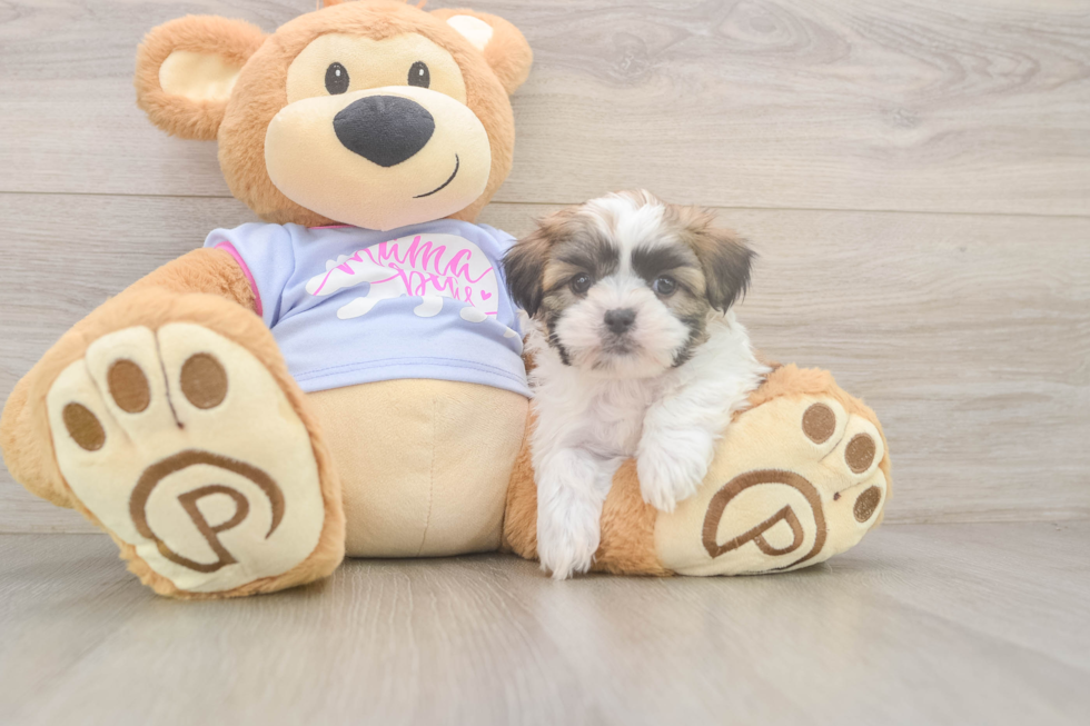 Petite Teddy Bear Designer Pup