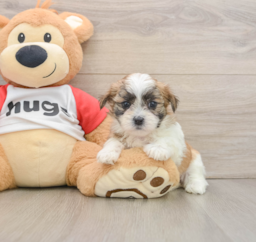 6 week old Teddy Bear Puppy For Sale - Seaside Pups