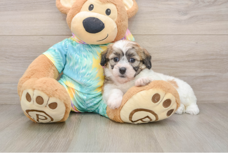 Fluffy Teddy Bear Designer Pup