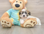 7 week old Teddy Bear Puppy For Sale - Seaside Pups