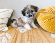 9 week old Teddy Bear Puppy For Sale - Seaside Pups