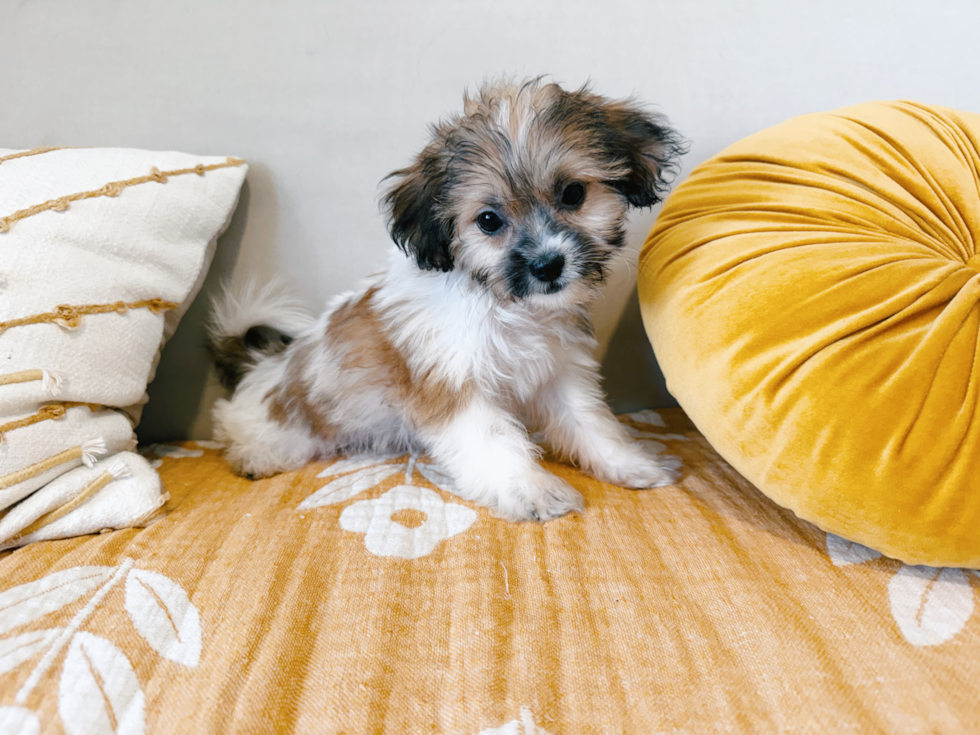 Cute Teddy Bear Baby
