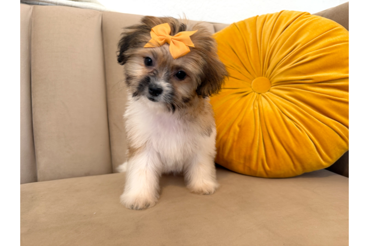 Cute Teddy Bear Designer Pup