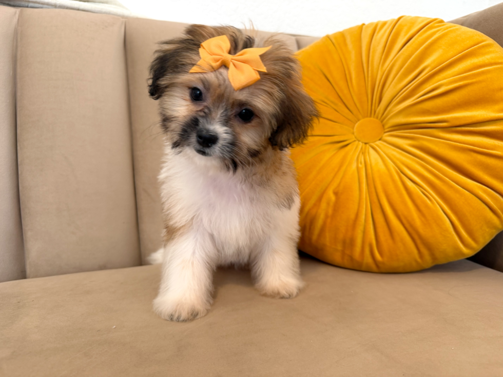 Cute Teddy Bear Designer Pup